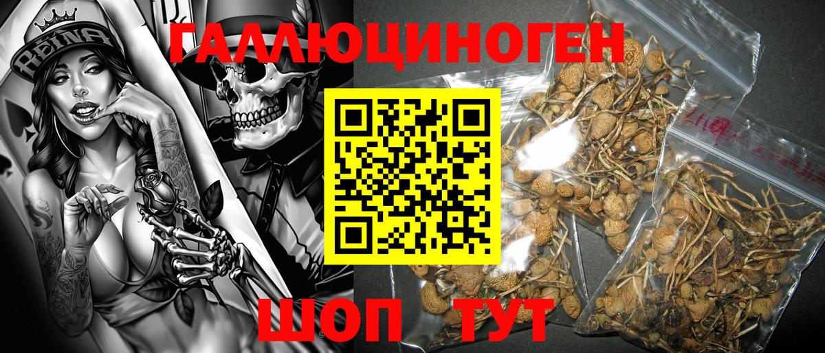 Псилоцибиновые грибы Psilocybe Братск